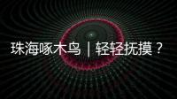 珠海啄木鸟｜轻轻抚摸？肢体接触？零容忍！勇敢向职场性骚扰说“不”	！