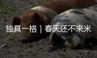 独具一格｜春天还不来米林吗？ 这里的桃花都开好了