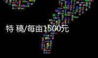 特 稿/每亩1500元收购
：谁在高价割青麦转饲料
？