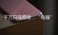 千万只鸟殒命，“鸟撞”现场调查	，小鸟侦探请答题