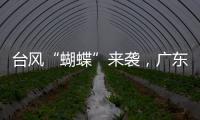 台风“蝴蝶”来袭，广东如何应对