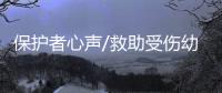 保护者心声/救助受伤幼豹 跟船不愿离去