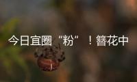 今日宜圈“粉”！簪花中华白海豚亮相