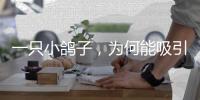 一只小鸽子	，为何能吸引14家知名媒体集中探访？