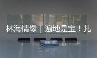 林海情缘｜遍地是宝	�！扎贡沟
：脚下每一步 都踩在“药材地图”上