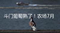 斗门葡萄熟了！农场7月底开放采摘
	，大量黑夏、阳光玫瑰摘到8月	！
