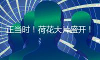 正当时！荷花大片盛开！就在珠海这里→
