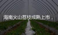 海南火山荔枝成熟上市
，“甜蜜季”开启