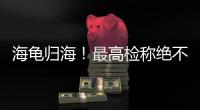 海龟归海！最高检称绝不放纵破坏资源环境非法行为