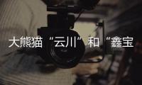 大熊猫“云川”和“鑫宝”将赴美，期限10年