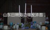 山东日照海边爆发浒苔，游客称有恶臭味，当地回应正组织打捞	，专家解读影响和治理