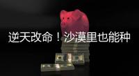 逆天改命
！沙漠里也能种出“吨粮田”