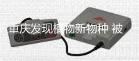 重庆发现植物新物种 被命名为“巫溪虾脊兰”