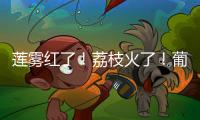 莲雾红了！荔枝火了！葡萄熟了......金湾“甜蜜夏季”开启
！