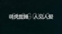 萌虎酣睡　人见人爱