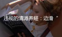 违规的清滩养蛏：边滑“泥橇”边下农药