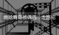 鹿晗青岛被偶遇
，走路驼背高低肩像老头�，未戴口罩买奶茶浑身松弛