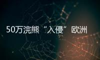 50万浣熊“入侵”欧洲，“生态害兽”泛滥难解