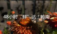 48小时“鲜”达	！岭南荔枝香飘迪拜