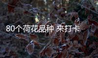 80个荷花品种 来打卡夏日花界顶流�！第三届横琴荷花节开幕