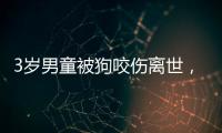 3岁男童被狗咬伤离世
，城市流浪狗怎么管
