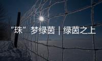 “珠”梦绿茵｜绿茵之上：金湾区如何打造足球发展生态链？