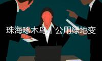 珠海啄木鸟丨公用绿地变私家菜园	？！究竟该由谁来管�？