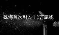 珠海首次引入	！1万尾线纹海马成功“落户”
