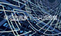 罕见的再审
：一只流浪猫与24万元赔偿