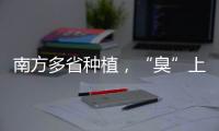 南方多省种植�，“臭”上热搜的石楠花怎么成为了城市绿化的“性价比之王”	？丨硬核唠科