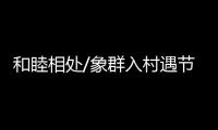 和睦相处/象群入村遇节庆 民众：欢迎来做客