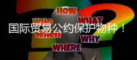国际贸易公约保护物种
！无叶美冠兰首度在珠被发现