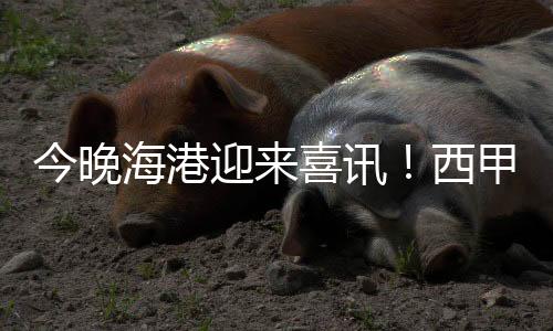 海港他不仅长于组织策动