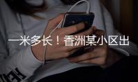 一米多长
！香洲某小区出现眼镜蛇，已被捕获