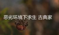 恶劣环境下求生 古典家具企业需要品牌、定位和创新
