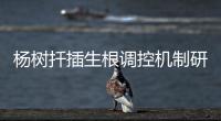 快排公司十年历程，霸屏兔 seo 的崛起与坚守