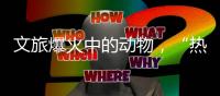 文旅爆火中的动物，“热爱不代表零距离接触”