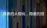 昂贵的大樱桃

，隐匿的授粉药