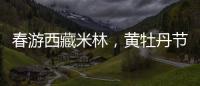 春游西藏米林	
，黄牡丹节这样玩
！