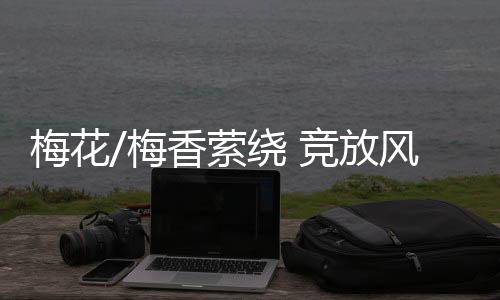 是北京城区的赏梅胜地之一