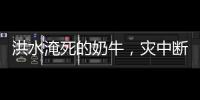 洪水淹死的奶牛�，灾中断裂的生计