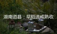 湖南道县�：早稻进成熟收割季