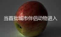 当首批城市伴侣动物进入暮年�，“宠物协和”肿瘤医生看到这些
