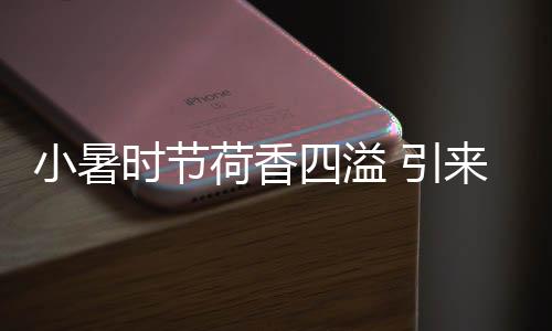 娇艳欲滴的小暑夏日荷花
