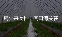 属外来物种！闸口海关在拱北口岸截获72只活体蟹