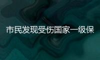 市民发现受伤国家一级保护动物绿海龟，珠海多部门联动接力救助→