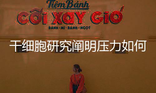 干细根据研究团队的胞研报告