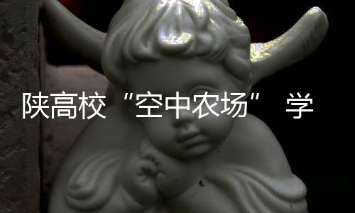 空中农场但糉子必不可少