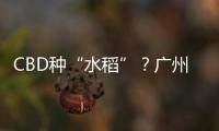CBD种“水稻”？广州珠江新城这座大厦引发网友好奇围观