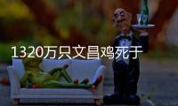 1320万只文昌鸡死于“摩羯”，万余养殖户在废墟上重建